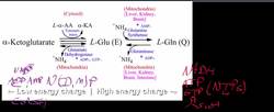 Amino Acid Catabolism to Alpha-Ketoglutarate Instructional Video