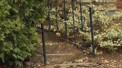 'They've been chewing my car': Neighbourhood frustrated with rat infestation News Clip