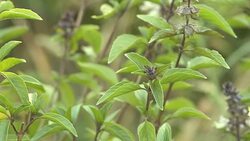 Basil in the garden Stock Footage