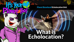 Discover Echolocation: Bats’ Adaptation to Navigate the Dark Instructional Video
