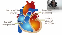 The Anatomy Of The Heart Instructional Video