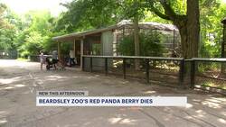 Berry, Beardsley Zoo's red panda, dies following veterinary procedure News Clip