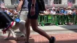 CLEAN : US: Boston holds first Patriotic Pooch Parade News Clip