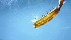 Legs of an Insect Stock Footage