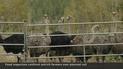 CFIA, RCMP deliver warrant to ostrich farm owners over flock cull News Clip