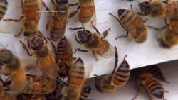 No leader? Now what? Instructional Video