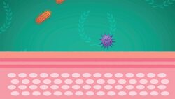 I WONDER - Is The Skin Made Of Layers? Instructional Video