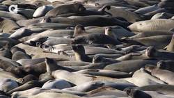 Elephant Seal Research Mission! Instructional Video