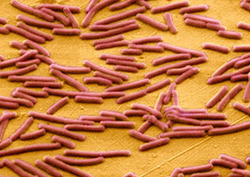 Bacteria Instructional Video