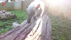 Bizarre Rainforest Creature! Instructional Video