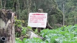 VOICED : Development ravages Malaysia's Little Eng News Clip