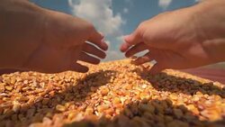 Farmer's hand over golden ripe harvested kernels Stock Footage