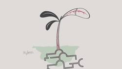 Xylem and Phloem - Transport in Plants Instructional Video