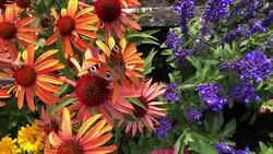 Peacock butterfly Stock Footage