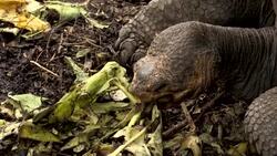 VOICED : Galápagos, a salvo del covid pero con el turismo y la ciencia en pausa News Clip