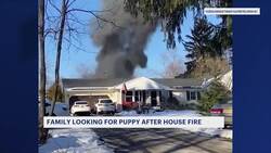 Kingwood family seeks puppy lost in house fire Instructional Video