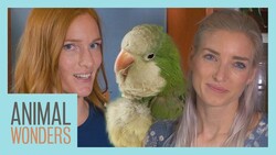 Chopsticks The Quaker Parrot, feat. BirdTricks! Instructional Video