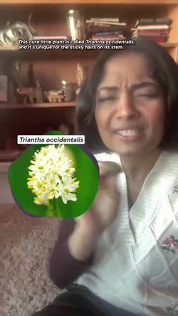 The carnivorous plant nobody knew about #shorts #science #plants #biology Instructional Video