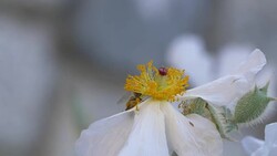 Crab Spider on white poppy Stock Footage
