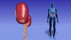 The Excretory System Instructional Video