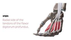 Lumbrical muscles of the hand Instructional Video