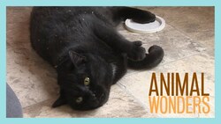 Catnip Experiment Instructional Video