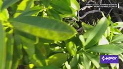 Will Luxury Resorts Threaten Caribbean Coasts? News Clip