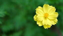 Background Nature Mexican Aster or Yellow Cosmos Flower. video Slow Motion Stock Footage