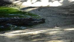 I WONDER - Can Animals And Plants Adapt To A Habitat? Me Pregunto - Pueden Los Animales Y Las Plantas Adaptarse A Un Hábitat? Instructional Video