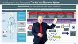 How the Nervous System Allows Us to Respond to Changes in Our Environment Instructional Video