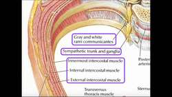 Details of the Intercostal Arteries and Nerves Instructional Video