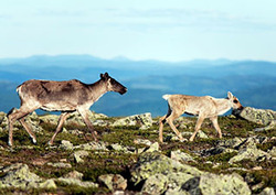 Biomass Instructional Video