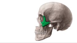Dorsale und laterale Ansicht des Schädels Instructional Video