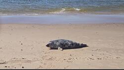 Experts weigh in on ‘seal season’ in Coney Island News Clip