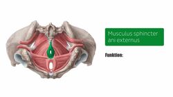 Beckenorgane und Perineum des Mannes Instructional Video
