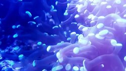 Anemone in underwater world of deep sea animal and coral Stock Footage