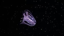 Warty comb jelly (Mnemiopsis leidyi or Sea walnut) slow moving underwater. Stock Footage
