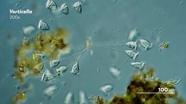 Flinching Saves Lives in the Microcosmos