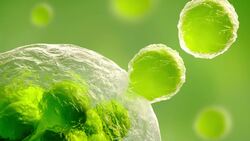 The Importance of Cells in Living Organisms Instructional Video