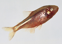 Splash Tetras Instructional Video