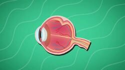 I WONDER - How Do The Eyes Work? Instructional Video