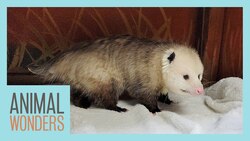 Meet and Greet Inky the Opossum Instructional Video