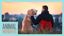 Is It Time To Euthanize My Pet? Instructional Video