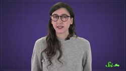 How Do Parrots Talk Like Humans? Instructional Video