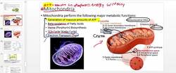 Mitochondria Overview: Structure and Function Instructional Video