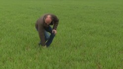 CLEAN : French farmers, scientists work together to reduce chemical dependency News Clip