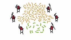 Poop Transplants! Instructional Video