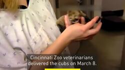 Baby cheetahs born by rare C-section News Clip