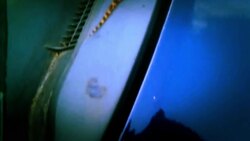 Lizards: An Overview of Different Suborders and Species Instructional Video