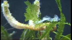 Preserving Seagrass Meadows: A Vital Habitat for Rare Seahorses Instructional Video